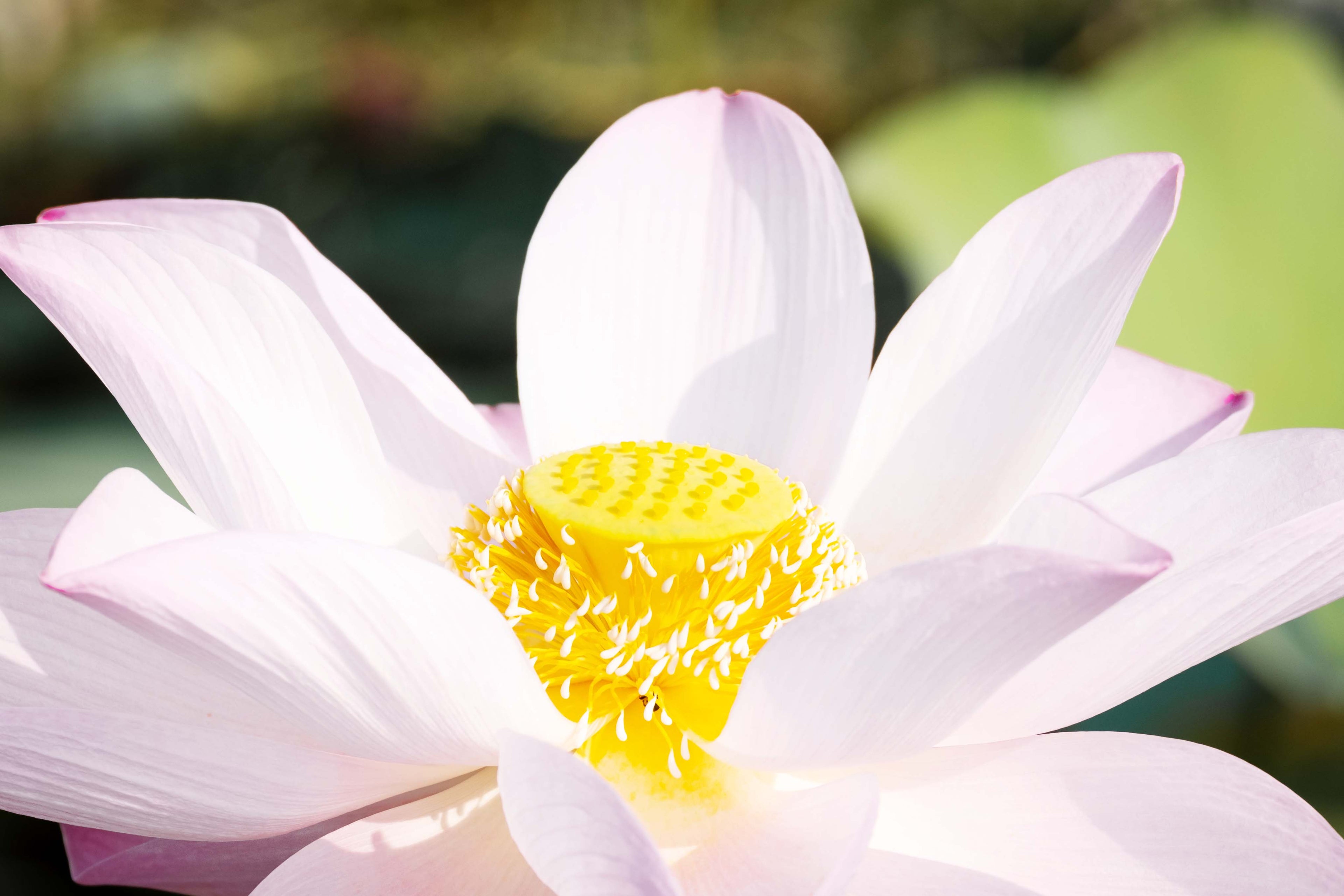 [THE PURE LOTUS] LET ME INTRODUCE